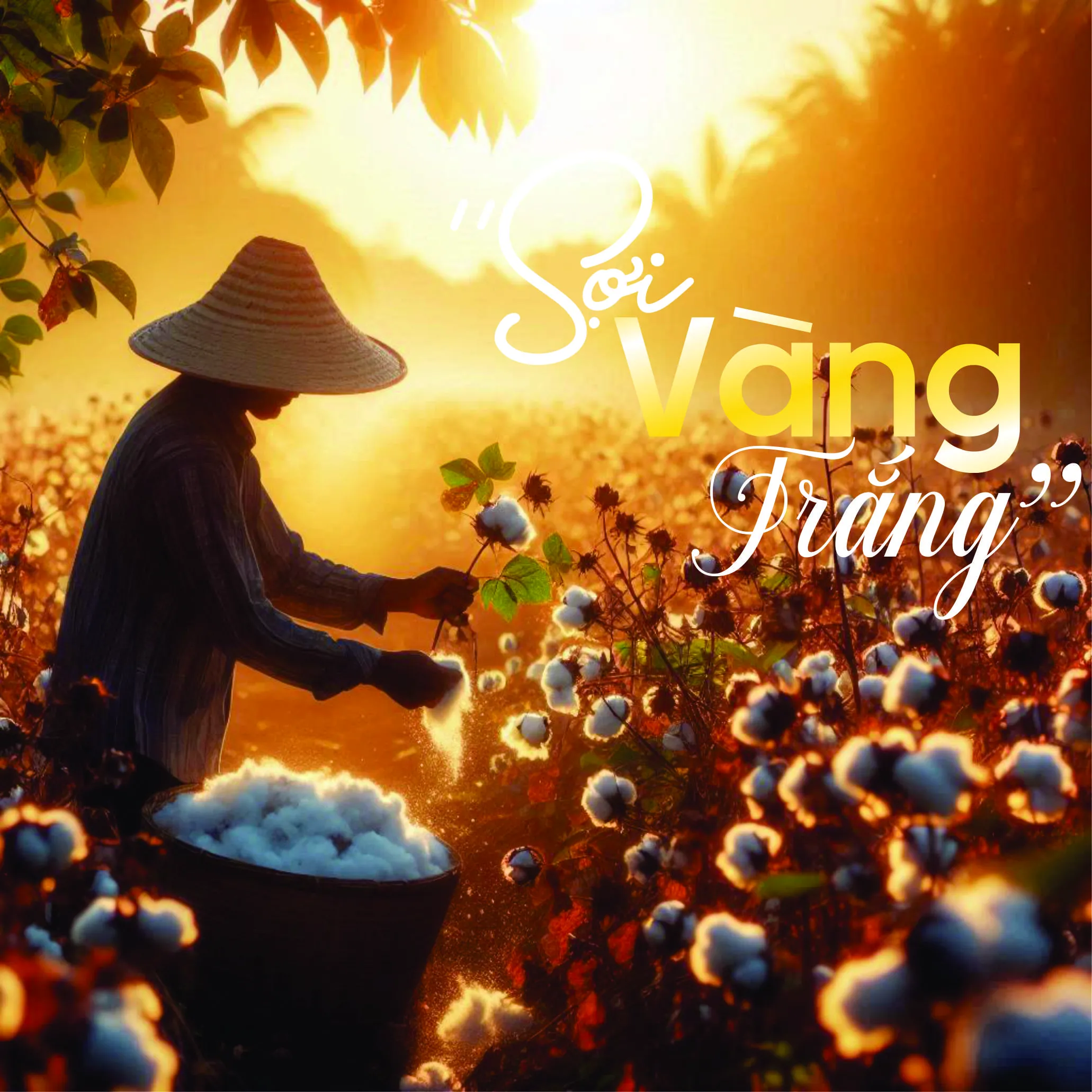 TOP 5 LOẠI COTTON TỐT NHẤT THẾ GIỚI